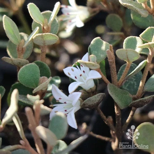 Correa Alba 1 Correa Alba