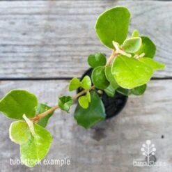 Correa Alba 6 Correa Alba -GARDEN Shop correa alba leaf 1