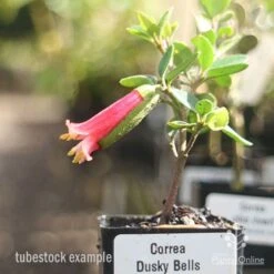 Correa Dusky Bells 13 Correa Dusky Bells -GARDEN Shop correa dusky bells tubestock in flower