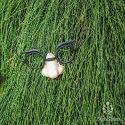 Casuarina Cousin It -GARDEN Shop cousin it 4 fake nose