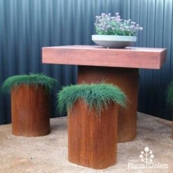 Casuarina Cousin It -GARDEN Shop cousin it stools 1