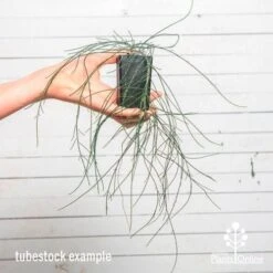 Casuarina Cousin It -GARDEN Shop cousin it tube af