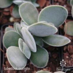 Crassula Dubia - Succulent -GARDEN Shop crassula dubia tube 1