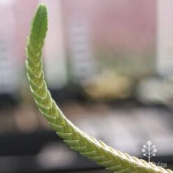 Crassula - Watchchain, Rat Tail Succulent 10 Crassula - Watchchain, Rat Tail Succulent -GARDEN Shop crassula watchchain closeup