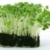 Cress - Seed 22 Cress - Seed -GARDEN Shop cress growing 500