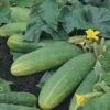 Cucumber Spacemaster - Seed 4 Cucumber Spacemaster - Seed -GARDEN Shop cucumber spacemaster