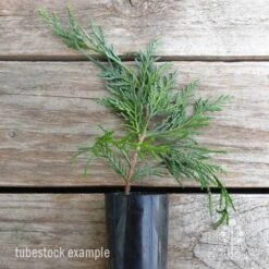 Cupressocyparis Naylors Blue - Leyland Cypress -GARDEN Shop cupressocyparis naylors blue 1 edited