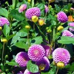 Dahlia Pompon Mix - Seed 5 Dahlia Pompon Mix - Seed -GARDEN Shop dahlia pink pompom