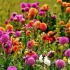 Dahlia Pompon Mix - Seed 5 Dahlia Pompon Mix - Seed -GARDEN Shop dahlia pompoms