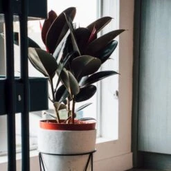 Ficus Elastica Burgundy - Rubber Plant -GARDEN Shop dark ficus elastica