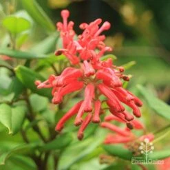 Grevillea Deua Flame 24 Grevillea Deua Flame -GARDEN Shop deua flame closeup