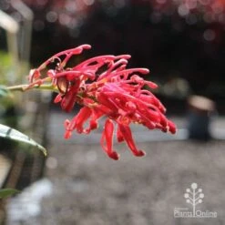 Grevillea Deua Flame 21 Grevillea Deua Flame -GARDEN Shop deua flame flower closeup
