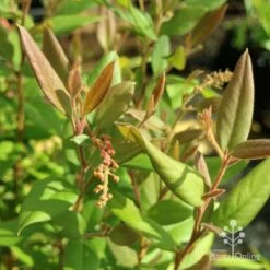 Grevillea Deua Flame 31 Grevillea Deua Flame -GARDEN Shop deua flame foliage