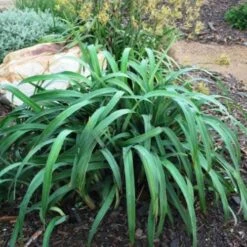 Dianella Cherry Red -GARDEN Shop dianella cherry red 500