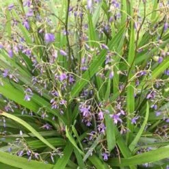Dianella Emerald Fountain -GARDEN Shop dianella emerald fountain 500