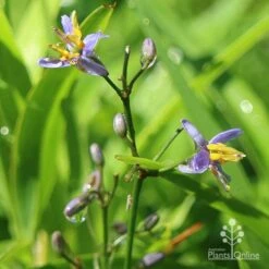 Dianella Little Jess -GARDEN Shop dianella little jess flower closeup