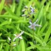 Dianella Petite Marie -GARDEN Shop dianella petite marie flowerstems
