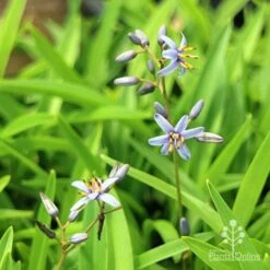 Dianella Petite Marie