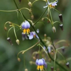 Dianella Cherry Red -GARDEN Shop dianella tasmanica flowers
