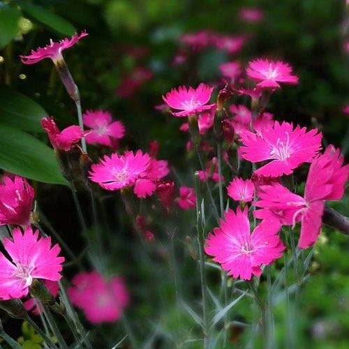 Dianthus - Maiden Pink - Seed 2 Dianthus - Maiden Pink - Seed - Image 2
