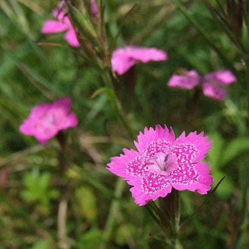 Dianthus - Maiden Pink - Seed 3 Dianthus - Maiden Pink - Seed - Image 3
