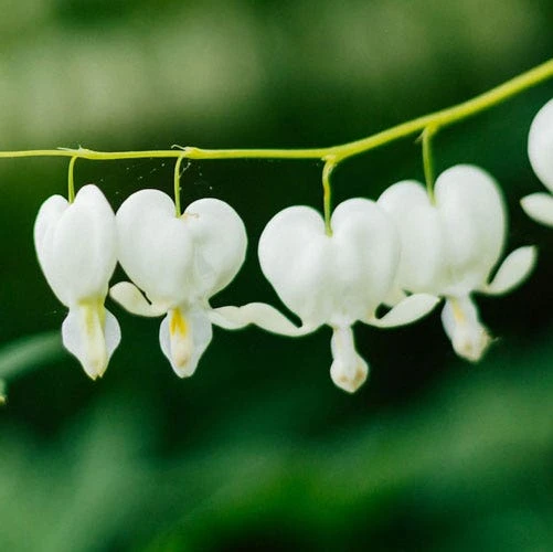Dicentra Alba - Bleeding Heart - 75mm BIGGER Size 2 Dicentra Alba - Bleeding Heart - 75mm BIGGER Size - Image 2