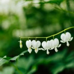 Dicentra Alba - Bleeding Heart - 75mm BIGGER Size 8 Dicentra Alba - Bleeding Heart - 75mm BIGGER Size -GARDEN Shop dicentra alba stem