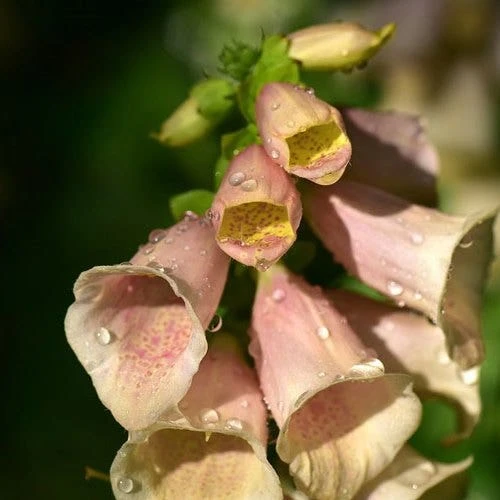 Foxglove Sutton's Apricot - Seed 2 Foxglove Sutton's Apricot - Seed - Image 2