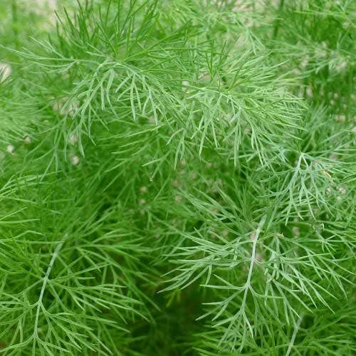 Dill - Seed 2 Dill - Seed - Image 2