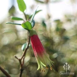 Correa Dinner Bells -GARDEN Shop dinner bells flower close