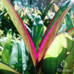 Cordyline Fruticosa Purple Prince -GARDEN Shop dsc 6544 2