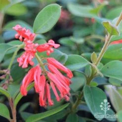 Grevillea Deua Flame 30 Grevillea Deua Flame -GARDEN Shop duea flame grevillea flowers