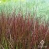 Pennisetum - Dwarf Purple Fountain Grass -GARDEN Shop dwarf purple fountain grass
