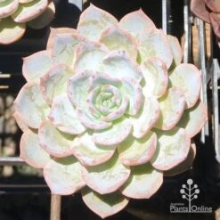 Echeveria Morning Beauty - Succulent -GARDEN Shop eceheveria morning beauty