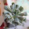 Echeveria Topsy Turvy - Succulent 14 Echeveria Topsy Turvy - Succulent -GARDEN Shop echeveria runyonii topsy turvy 1 1