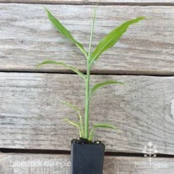 Zingiber - Edible Ginger -GARDEN Shop edible ginger