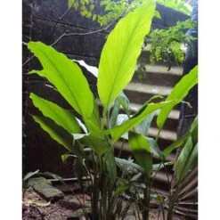 Zingiber - Edible Ginger -GARDEN Shop edible ginger full