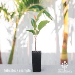 Elaeocarpus Prima Donna - Blueberry Ash -GARDEN Shop elaeocarpus prima donna tube