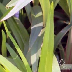 Dianella Cherry Red -GARDEN Shop em fountain v cherry red img 6989
