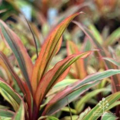 Cordyline Fruticosa Early Morning Diamond -GARDEN Shop emd plant