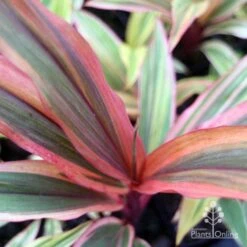Cordyline Fruticosa Early Morning Diamond -GARDEN Shop emd top view