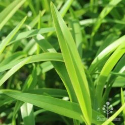 Dianella Emerald Fountain -GARDEN Shop emerald fountain leaf