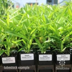 Dianella Emerald Fountain -GARDEN Shop emerald fountain tubestock standard
