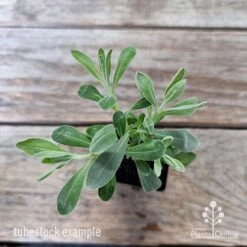 Eremophila Blue Horizon - Emu Bush -GARDEN Shop eremophila blue horizon 1