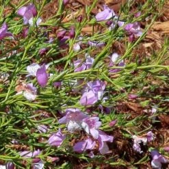 Eremophila Summertime Blue - Emu Bush 11 Eremophila Summertime Blue - Emu Bush -GARDEN Shop eremophila summertime blue flickr cultivar413 crop