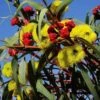 Australian Wildflower Illyarrie Redcap Gum - Seed -GARDEN Shop eucalyptus illyarrie redcap