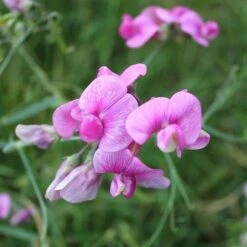 Sweet Pea Everlasting Mix - Seed -GARDEN Shop everlasting pea pink closeup