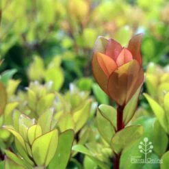 Metrosideros Little Ewan - Dwarf NZ Christmas Bush -GARDEN Shop ewan leaf colour new