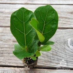 Ficus Lyrata Bambino - Fiddle Leaf Fig 14 Ficus Lyrata Bambino - Fiddle Leaf Fig -GARDEN Shop ficus bambino 2