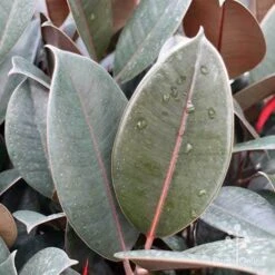 Ficus Elastica Burgundy - Rubber Plant -GARDEN Shop ficus burgundy leaves